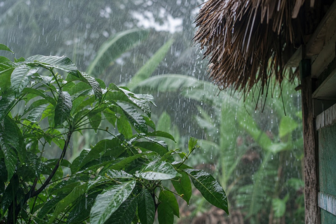 Rain falling on broad jungle leaves beside a thatched roof in the Peruvian Amazon
