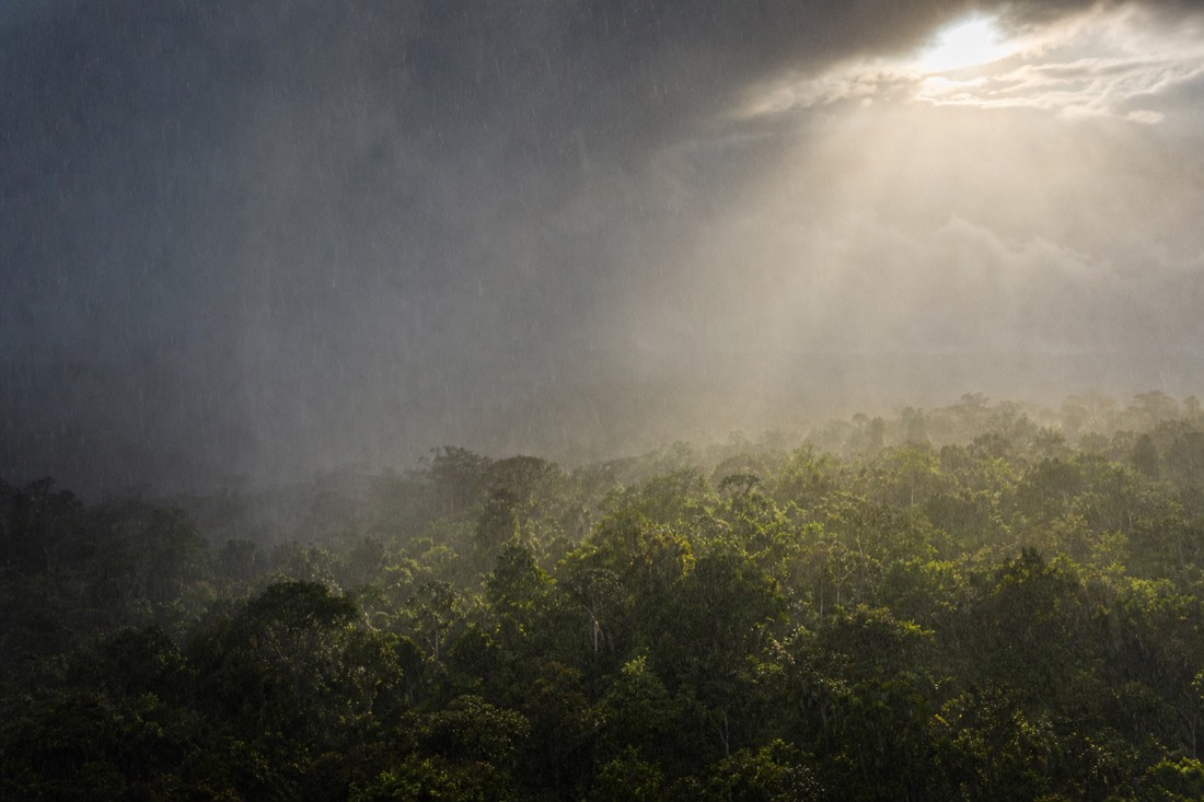 Rain falling over dense jungle canopy while one shaft of sunlight breaks through