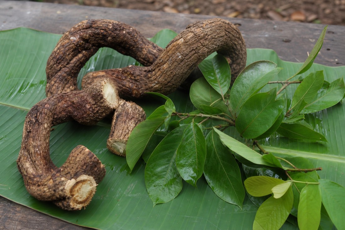 Sections of thick woody vine and green leaves laid on a banana leaf on a rough wooden surface, soft daylight, Iquitos region