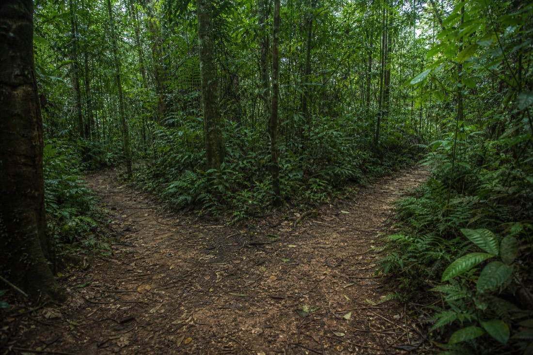 Fork in a narrow rainforest trail with two paths splitting into dense green undergrowth