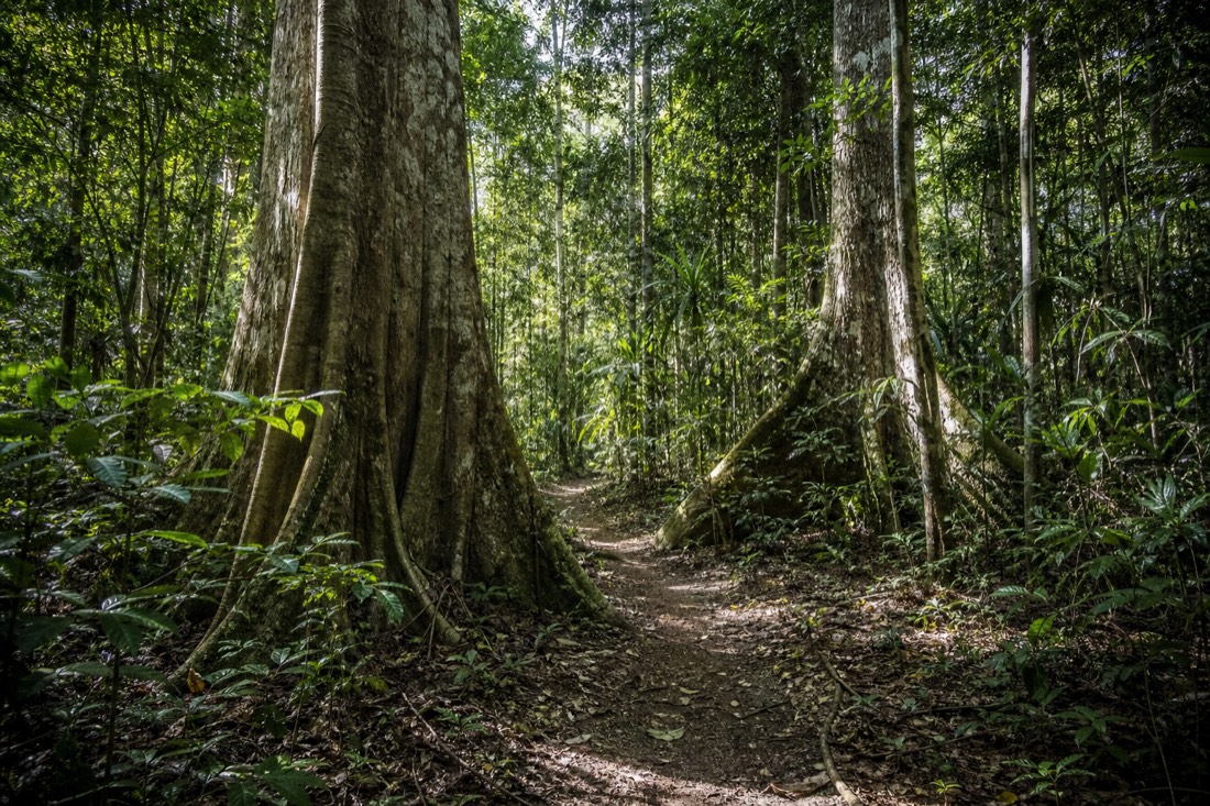 Narrow footpath through giant kapok trees and undergrowth in primary Amazon rainforest, Loreto, Peru